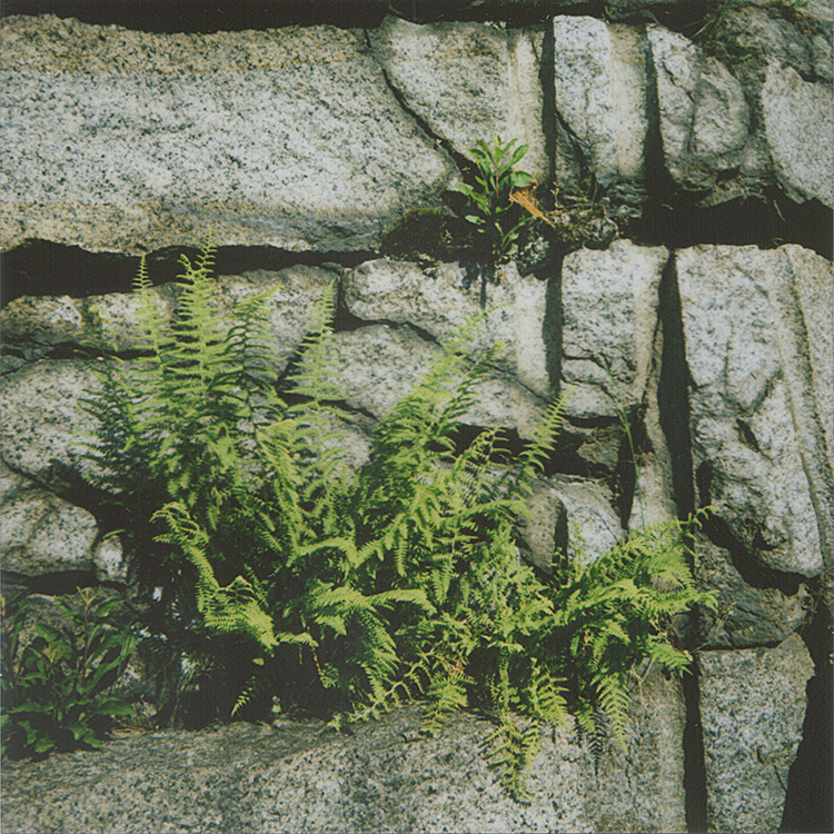 fern granite