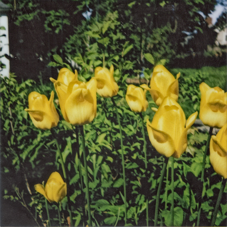 yellow tulips